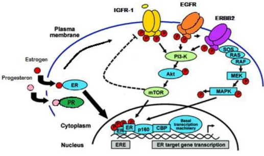 Figure 1: Major pathways regulating proliferation of breast cancer cells. 