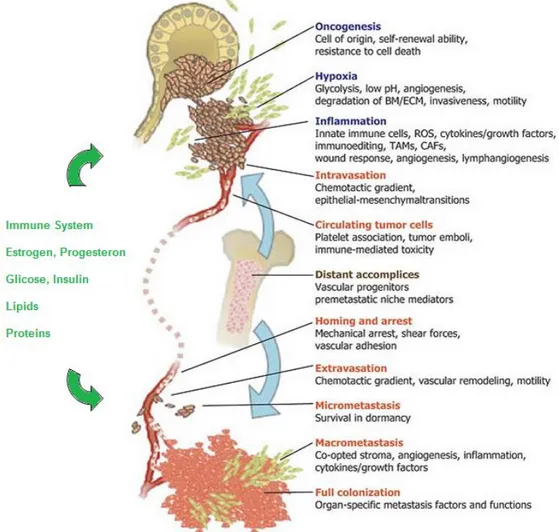 Figure 5: Selective pressures and steps from primary tumor growth to metastasis 