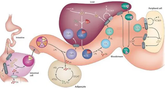Figure 9: Overview of lipoprotein metabolism 
