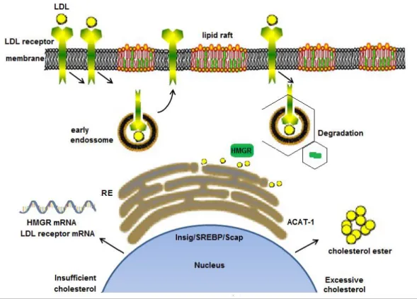 Figure 11: Schematic representation of the intracellular cholesterol homeostasis. 