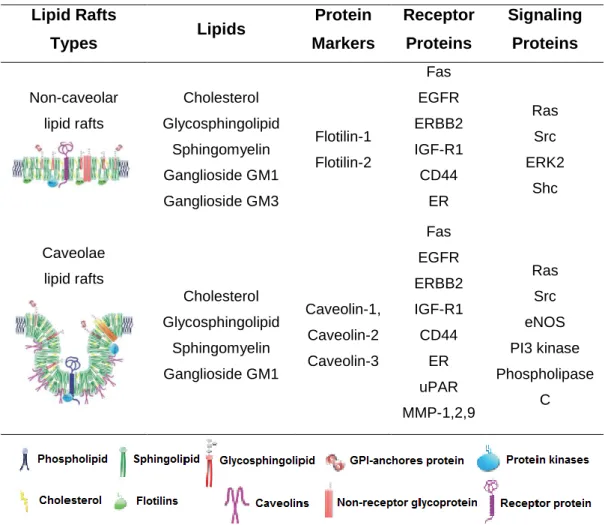 Table 2: Lipid and protein composition of caveolae and non-caveolae lipid rafts  Lipid Rafts 