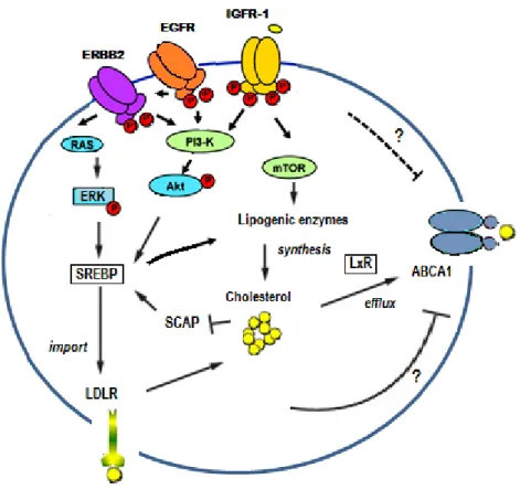 Figure 12: Regulation of cholesterol homeostasis and cancer signaling pathways. 