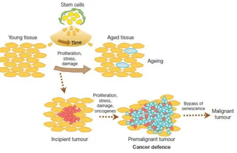Figure 4: A model for the cancer-ageing connexion [68] . 