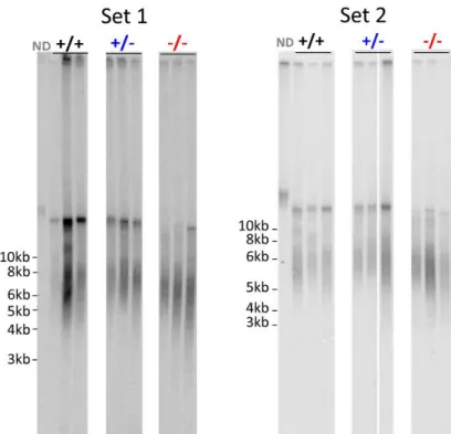 Figure  5: HinfI/RsaI  TRF  Southern  Blot  results  for  two  duplicate  sets  of  caudal  fin  samples  from  6  months-old fish