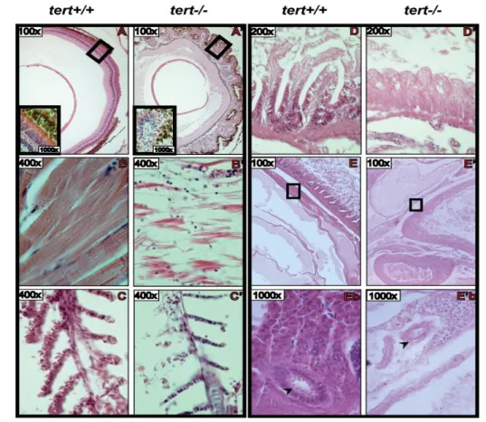 Figure 10: Microscopy images from Hematoxylin-Eosin stained sections of several tissues from adult  zebrafish