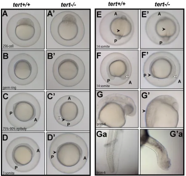 Figure  13:  Time  course  of  first  hours  of  development  of  wild  type  (tert+/+)  and  maternal  zygotic  mutant  (tert-/-)  embryos