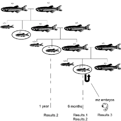 Figure 15: crosses scheme and lines used for experiments 