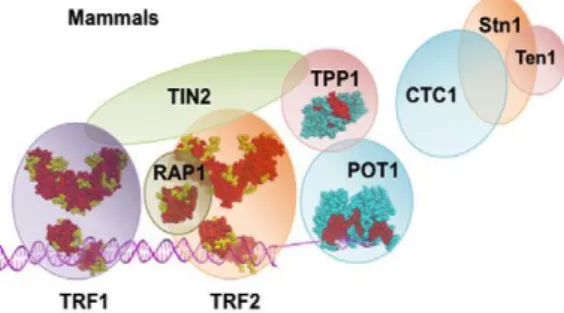 Figure 1: The mammalian shelterin complex at telomeres [7] . 