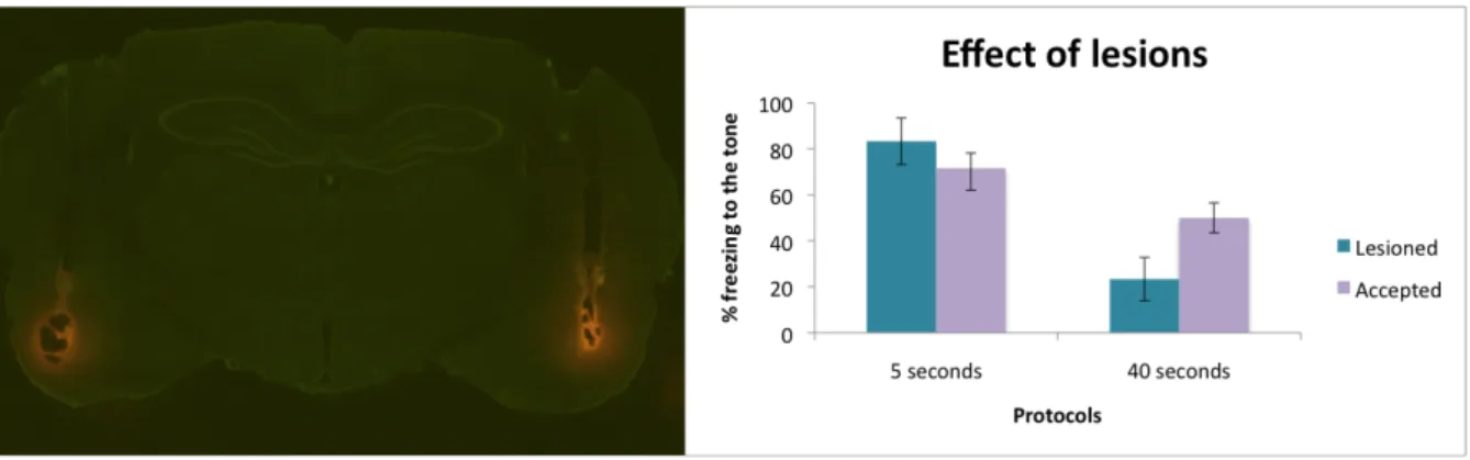Fig.  2‐  Effect  of  lesion  on  the  tone  evoked  freezing  levels  in  control  rats.  The  left  image  is  an  example of a brain slice of an animal showing a bilateral lesion on the amygdala. On the right we  compare  tone  evoked  freezing  levels 