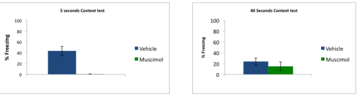 Fig. 4 – Percentage of fear to the conditioning chamber (context conditioned fear) measured by  freezing.  There  is  no  clear  effect  of  amygdala  inactivation  on  this  essay.  Columns  denote  averages of each group and bars represent the standard e