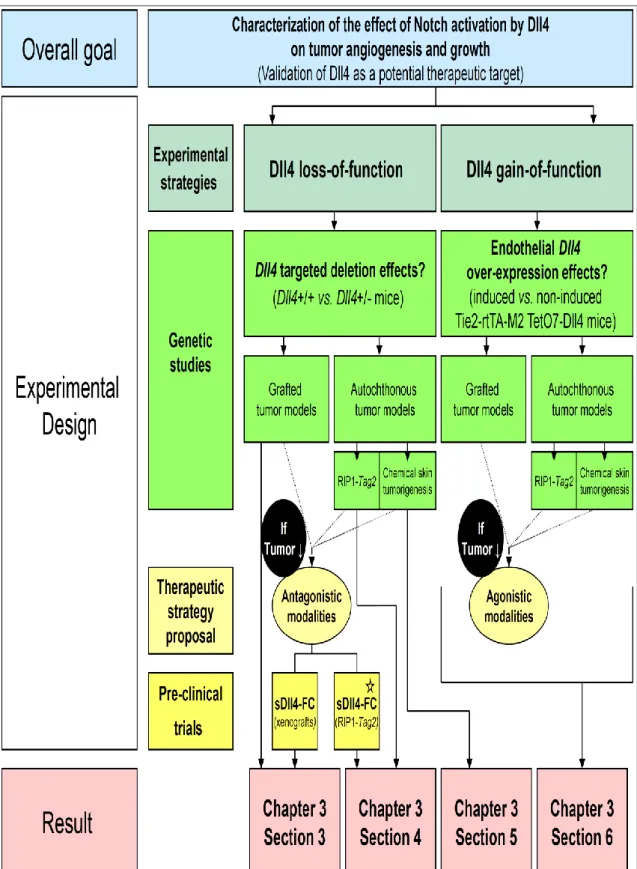 Figure  2.1.  –  Conceptual  framework  used  for  the  investigation  of  Dll4  function  in  tumor  angiogenesis  and  organization  of  the  obtained  results