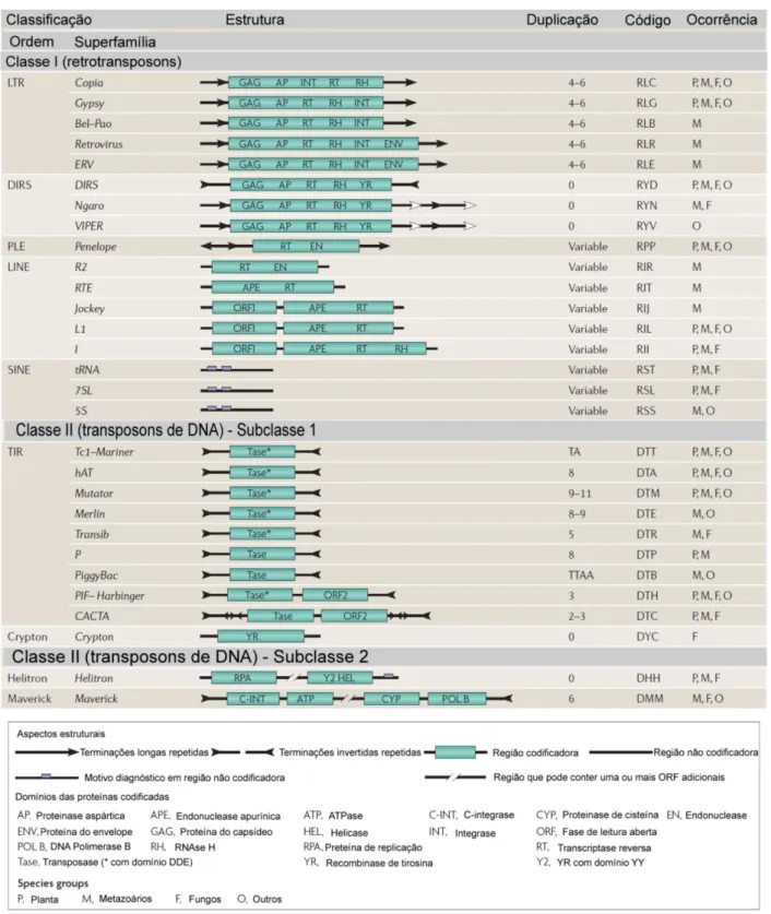 Figura adaptada de Wicker, 2007. O sistema hierárquico de classificação divide os elementos  transponíveis em duas classes baseado na presença e ausência de RNA, como intermediário de  transposição