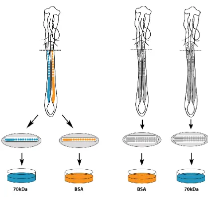 Fig.  6.  Average  number  of  somites  formed  during  the  culture  period.  Control  explants  formed  consistently  more  somites  than  experimental  explants,  regardless  of  being  whole  or  bisected  posterior explants