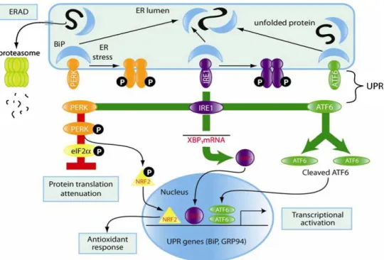 Fig. 1. The three major components of the Unfolded Protein response. PERK, Ire1 an ATF6 are inactive when  connected to BiP