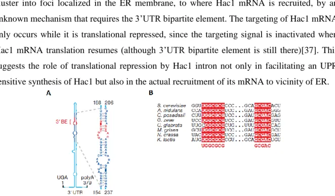 Fig.  3.    Xbp1  mRNA 3’UTR structure and conservation    A.  Schematic  of  3’UTR  stem  loop  with  the  Bipartite  element  shown  in  expanded  view  to  the  right