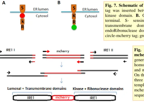 Fig.  7. Schematic of Ire1 constructs plan. A.  mcherry  tag  was  inserted  between  the  transmembrane  and  the  kinase  domain