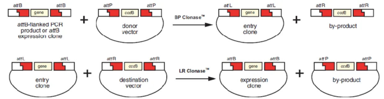 Fig. 10. Schematic of the Gateway system used.  The Gateway system allows cloning of any DNA fragment into any expression  vector  by  recombination