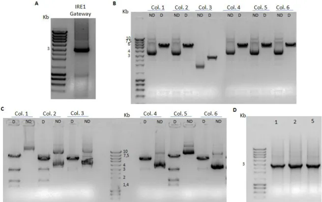 Fig. 11. Cloning of Ire1 in pTWG. A. Ire1 with attB sites after PCR B. Digestion of plasmid DNA from colonies  transformed with BP reaction with EcoRV to linearize the entry clone