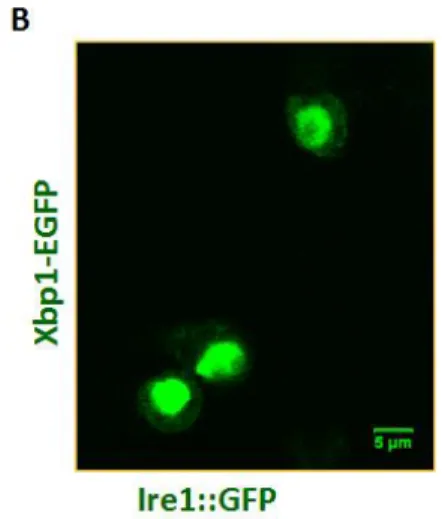 Fig. 13. Ire1 and Xbp1-EGFP expression in  S2  cells.  A.  Ire1::mcherry  and  Xbp1-EGFP  co-expression