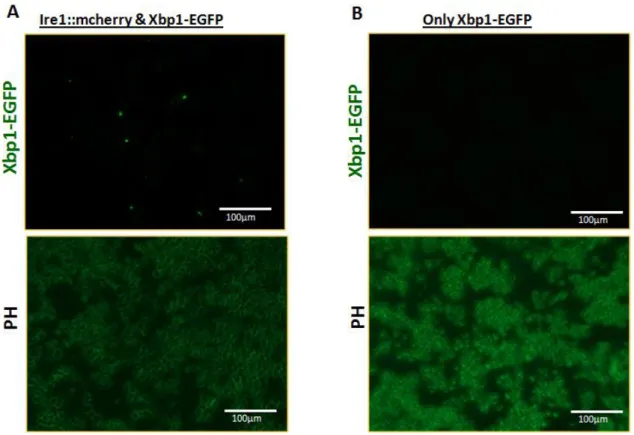 Fig.  14.  Xbp1-EGFP  splicing  occurs  only  when  it  is  co-transfected  with  one  of  our  Ire1  constructs