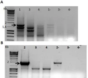 Fig.  15. RT-PCRs  for  Ire1  constructs  A.  RT- RT-PCRs  for  Ire1::GFP  B.  RT-PCRs  for  Ire1::mcherry