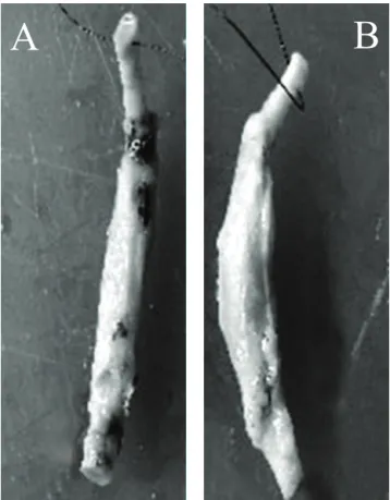 Figura 6 - Macrofotografias dos enxertos de A) tecido e látex