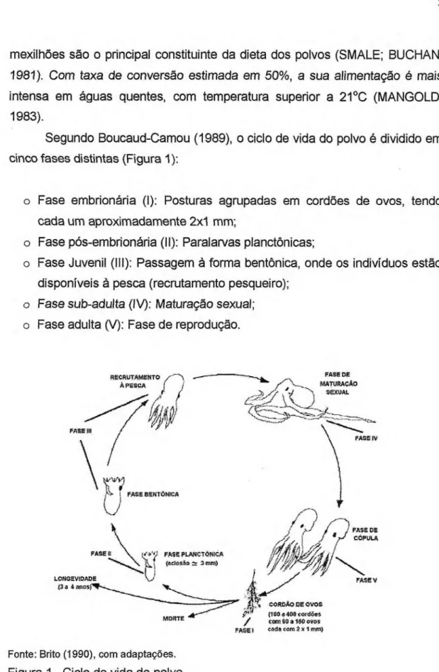 Figura 1 - Ciclo de vida do polvo. 