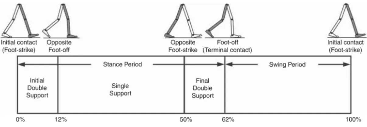 Figure 2.1: Gait cycle temporal division. Retrieved from [29]