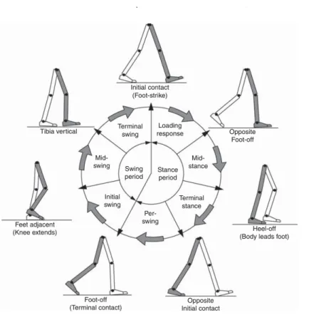 Figure 2.2: Gait cycle Rancho classification. Retrieved from [29]