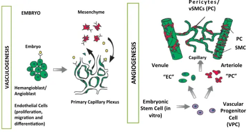 Figure   3.   Vasculogenesis   and   angiogenesis   in   embryo.   Endothelial   cells   (ECs)   and   pericytes/vSMCs   (PC)   arise   from   different    precursor   cells