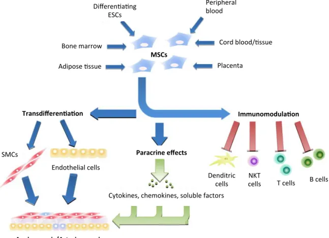 Figura    8.    Biological    sources    and    activity    of    MSCs.    MSCs    can    be    isolated    from    multiple    sources    (adipose    tissue,    bone    marrow,   cord   blood/tissue,   placenta)   and   exert   therapeutic   effects   on 