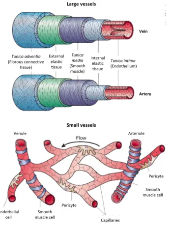 Figure    2.        Morphology    of    mural    cells    associated    with    large    blood    vessels    (top)    and    capillaries    (bottom)