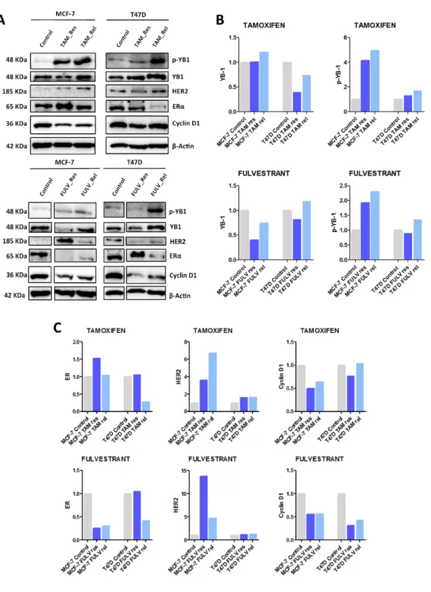 Figure  2.  Protein  expression  in  BC  cells  with  acquired  resistance  to  HT  and  after  drug  release