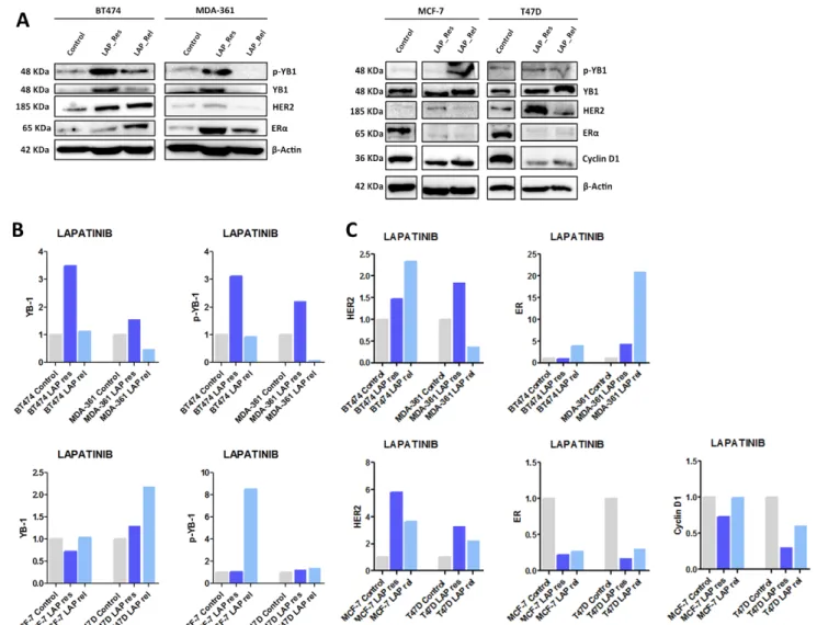 Figure 2. Protein expression in BC cells with acquired resistance to Lapatinib and after drug release