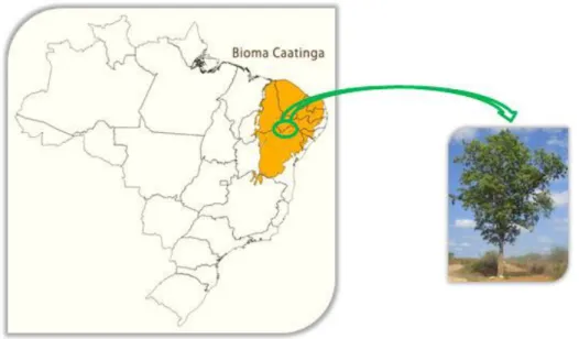 Figura 5. Mapa da Caatinga com destaque para a região onde se obteve o material de trabalho