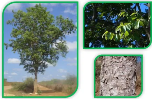 Figura  6.  Imagens  reais  da  árvore,  folhas  e  casca  do  caule  da  espécie  Myracrodruon  urundeuva