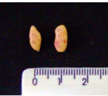 Figura 4. Par de ovários de cutias (Dasyprocta leporina).  