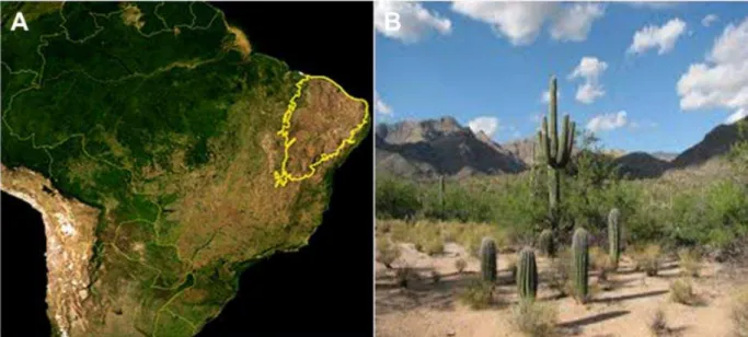 Figura 6. Localização do bioma da Caatinga segundo o IBAMA. Imagem de satélite da  NASA  (A)
