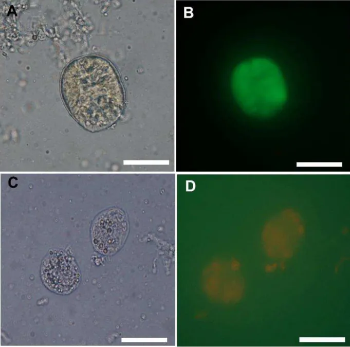 Figura 8. Fotomicrografias de folículos pré antrais isolados de catetos (Pecari tajacu) e  submetidos  a  análise  por  microscopia  de  fluorescência,  utilizando-se  os  fluoróforos  calceína – AM e iodeto de propídio