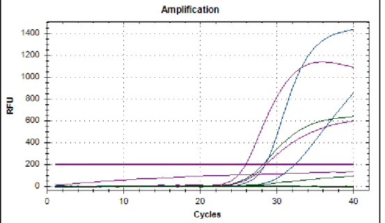 Figura 1-6: Gráfico de amplificação exemplificativo, gerado pelo equipamento de PCR em tempo real  (número de ciclos de amplificação vs