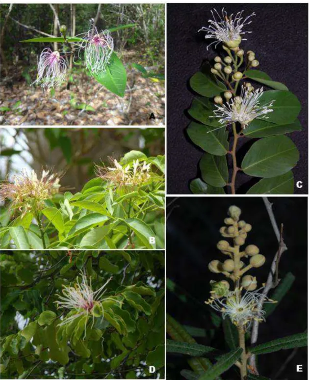 Figure  1  –  a.  Capparidastrum  frondosum  –  flowers.  b.  Crateva  tapia  –  detail  of  branches  with  inflorescenses