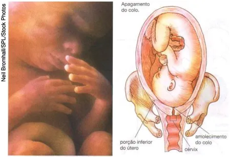 Figura 6 - Etapa intrauterina da vida humana. 