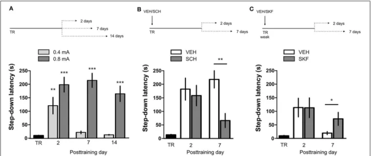 FIGURE 1 | D1/D5 receptors activity in mPFC immediately after training determines LTM persistence