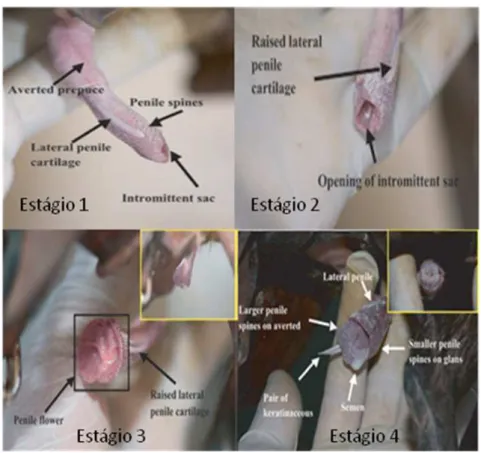Figura 03: Estágios do processo de ereção do pênis de cutia (D. Leporina). 