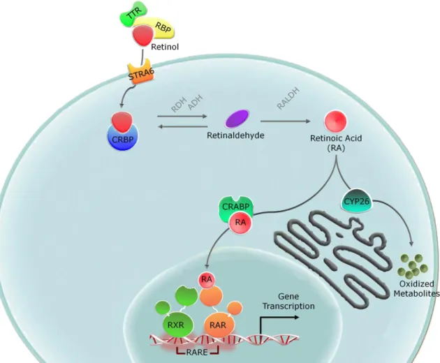Fig.  2  –  Overview  of  retinol  metabolism  and  signaling.  Schematic  view  of  the  conversion of retinol into its major active metabolite, retinoic acid, and activation of  retinoid-dependent  signaling
