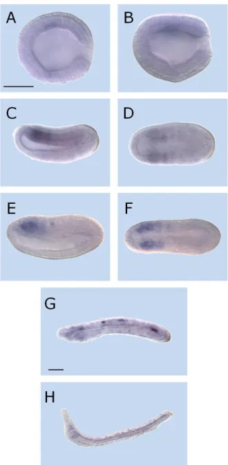 Fig.  5  –  Expression  of  Cyp26-1  in  amphioxus  (Branchiostoma  lanceolatum)  development