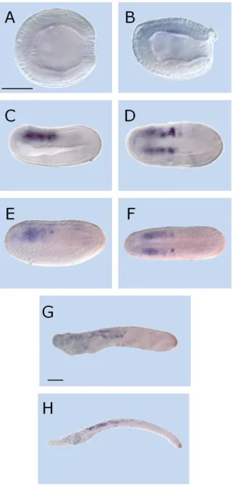 Fig.  7  –  Expression  of  Cyp26-3  in  amphioxus  (Branchiostoma  lanceolatum)  development