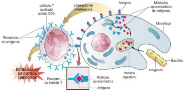 Figura 1- Funcionamento do sistema imunológico. Fonte: http://saibamaissobrevacinas.wordpress.com  (2011)