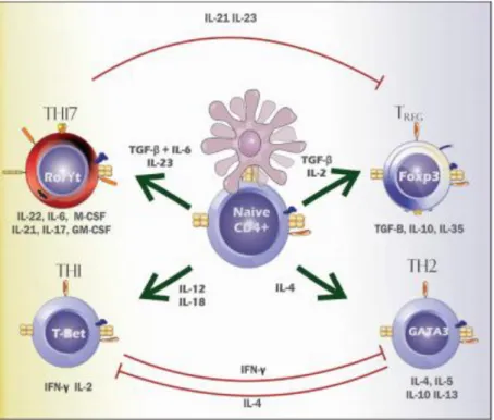 Figura 2 - Diferentes vias de diferenciação das células TCD4+, as citocinas indutoras e as produzidas após  a diferenciação