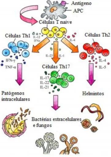 Figura 3 - Mecanismos de combate a bactérias intracelulares. Fonte: Modificado de D’Elioset al, 2011.